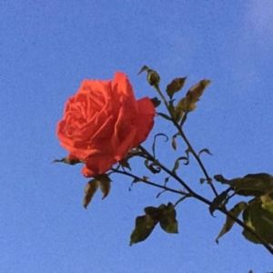 Meet your Posher, Isabelle